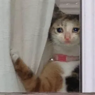 😭 kucing, menangis, sedih, hewan peliharaan, binatang telegram sticker