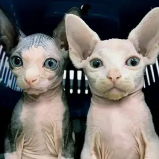 🤨 gatto, gatti, sphynx, gatto senza pelo, animali domestici, animali telegram sticker