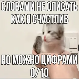 😔 СЛОВАМИ НЕ ОПИСАТЬ КАК Я СЧАСТЛИВ
НО МОЖНО ЦИФРАМИ
0/10 gato, gatito, divertido, calificación, meme, humor telegram sticker
