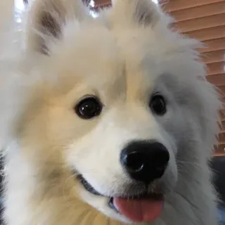 ❤️ Hund, Samojede, Haustier, Tier, süß, flauschig, weiß, Haustier telegram sticker