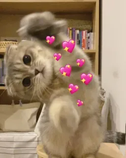 🤍 gato, gatinho, amor, corações, fofo, adorável, animal de estimação telegram sticker
