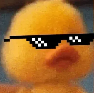 ➰ Pato, Gafas de sol, Meme, Divertido, Lindo, Animal telegram sticker