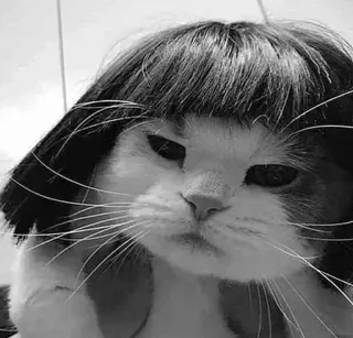 🖇 cat, wig, pet, animal, funny, cute, meme telegram sticker
