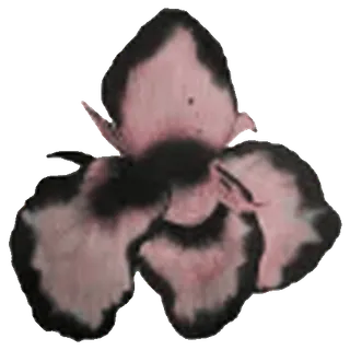 🌺