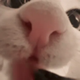 👅