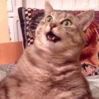 😧 猫, ショック, びっくり, 面白い, ミーム, 動物 telegram sticker