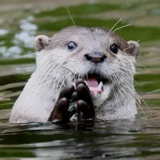 🦦 nutria, animal, agua, fauna, lindo, nutria de río telegram sticker