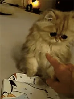 🥺 кот, котенок, милый, смешной, животное, персидский кот, палец telegram sticker