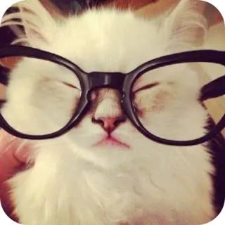 👍 cat, white cat, glasses, cute, animal, funny cat, nerdy telegram sticker