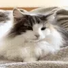 🧶