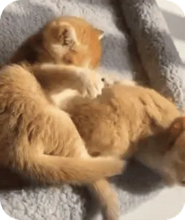 🐈 mèo con, mèo, chơi, động vật, dễ thương, thú cưng, động vật có vú, nhà telegram sticker