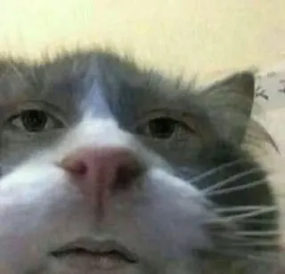 😕 cat, animal, meme, funny, pet, face, close-up telegram sticker