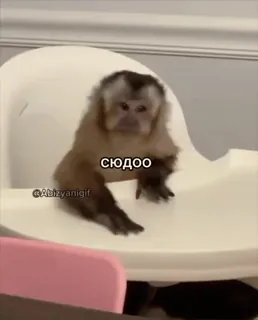 🌟 сюдоо singe, animal, mignon, mème, drôle whatsapp sticker