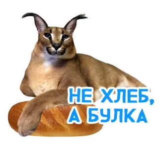 🍩 НЕ ХЛЕБ, А БУЛКА Floppa, Karakal, Kot, Meme, Rosyjski, Chleb, Bułka telegram sticker