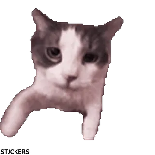 😍 Katze, Tier, Haustier, Hauskatze, Säugetier whatsapp sticker