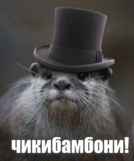 🎩 ЧИКИБАМБОНИ! otter, hat, monocle, funny, animal, sticker, meme telegram sticker