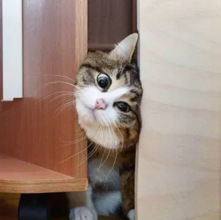 🪐 cat, animal, pet, cute, funny, peeking, tabby telegram sticker
