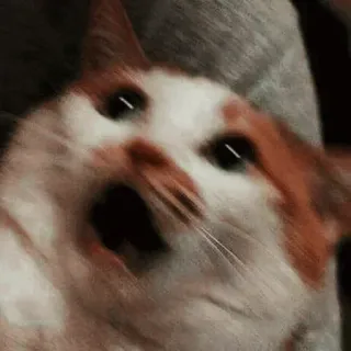 😳 kot, zaskoczony, zszokowany, zwierzę, pomarańczowy, biały, przestraszony telegram sticker