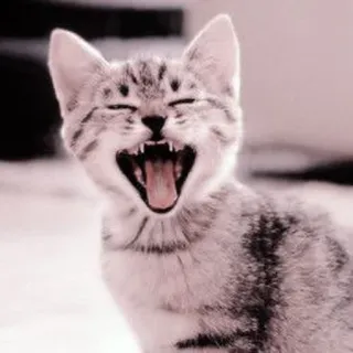 🐈 kot, kociak, zwierzę, zwierzak, ziewanie, słodki telegram sticker