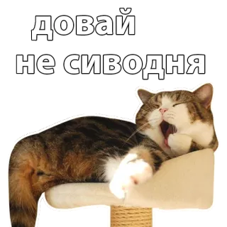 😴 давай не сегодня cat, meme, lazy, funny, cute whatsapp sticker