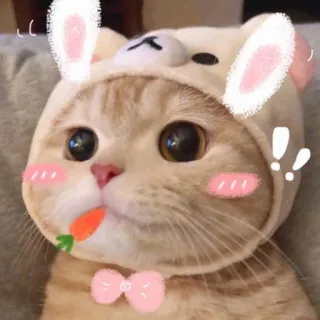 🙂 gato, gatito, animal, mascota, conejo, zanahoria, lindo telegram sticker