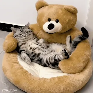 ☺️ 猫, テディベア, ペット, 動物, かわいい, 飼い猫, ぬいぐるみ, 哺乳類, 毛 whatsapp sticker