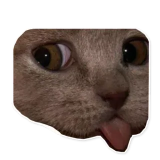 👼 chat, animal, langue, drôle, mème, mignon telegram sticker