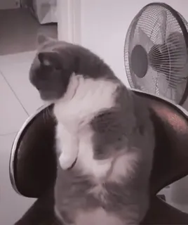 🐱 cat, animal, sitting, chair, fan telegram sticker