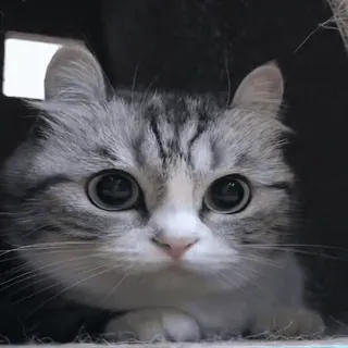 🐈 cat, animal, pet, cute, eyes, mammal telegram sticker