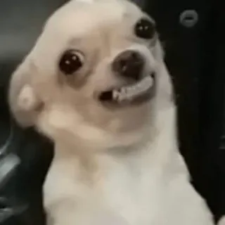 😀 dog, chihuahua, meme, funny, animal whatsapp sticker
