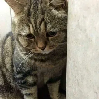 🥺 猫, 悲しい, ペット, 動物, 飼い猫, トラ猫 telegram sticker