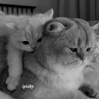 🕸 ipishy 猫, 小猫, 动物, 可爱, 宠物 telegram sticker
