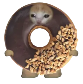 🍩 猫, 甜甜圈, 食物, 动物, 可爱, 搞笑, 贴纸 telegram sticker