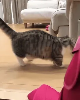 😱 猫, 動物, ペット, 飼い猫, 猫 telegram sticker