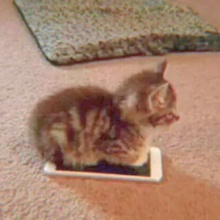 🐈 gato, gatinho, animal, animal de estimação, telefone, fofo, animal doméstico, celular, mamífero telegram sticker