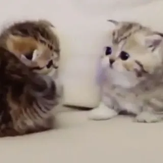 💓 gattino, gatto, carino, animale, domestico, felino, animale domestico telegram sticker
