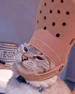 😀 Katze, Tier, Haustier, Krokodil, lustig, Hut, süß telegram sticker