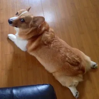 😜 corgi, anjing, hewan, peliharaan, imut, berbaring telegram sticker
