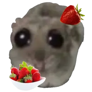 🍓 햄스터, 딸기, 귀여운, 밈, 동물 whatsapp sticker