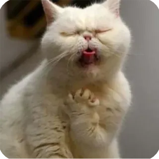 😩 gatto, animale, carino, animale domestico, divertente, gatto bianco, Exotic Shorthair telegram sticker