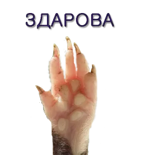 Хомячья жизнь whatsapp stickers
