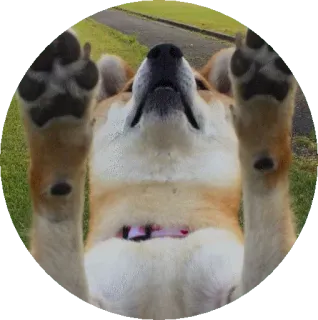 😲 pies, corgi, zwierzę, słodki, zwierzak, uroczy, leżący telegram sticker