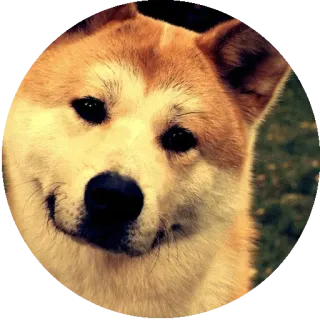 😐 犬, 動物, 柴犬, ペット, かわいい, ミーム telegram sticker