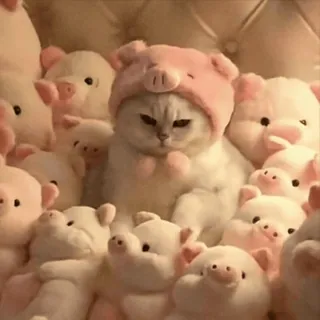 😡 mèo, mũ heo, thú nhồi bông, dễ thương, động vật, thú cưng whatsapp sticker