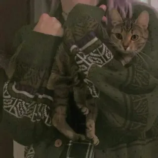 🐈 고양이, 스웨터, 애완동물, 동물, 귀여운, 실내, 집고양이 telegram sticker