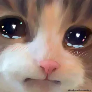 🌟 undramaticocualquiera chat, triste, pleurer, mème, animal, animal de compagnie, yeux whatsapp sticker