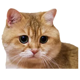 😮 cat, cute, animal, pet, kitten, golden cat telegram sticker