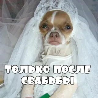👰 ТОЛЬКО ПОСЛЕ СВАДЬБЫ собака, свадьба, невеста, фата, русский текст telegram sticker