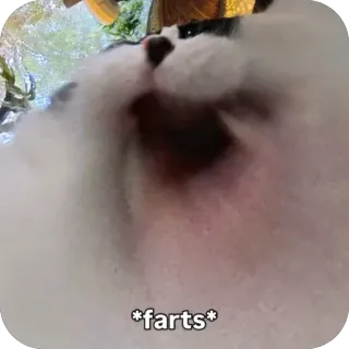 🫥 cat *farts* whatsapp sticker