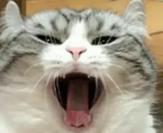 🥱 cat, yawning, animal, pet, cute whatsapp sticker